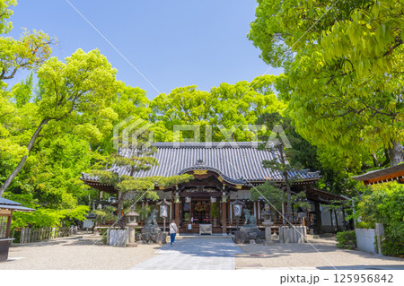 杭全神社　新緑に包まれた拝殿 125956842