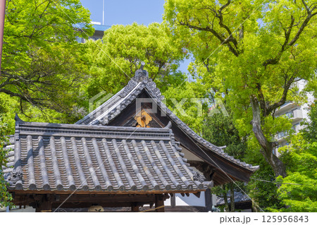 杭全神社　新緑に包まれた境内 125956843