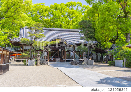 杭全神社　新緑に包まれた拝殿 125956845