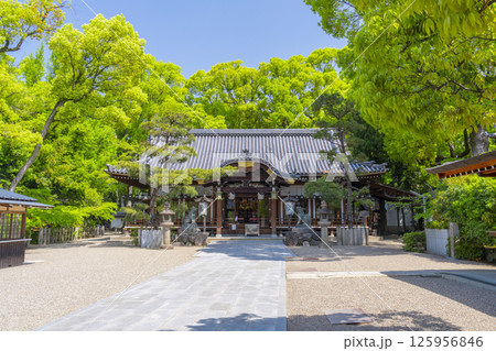 杭全神社　新緑に包まれた拝殿 125956846