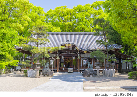 杭全神社 新緑に包まれた拝殿 杭全神社 新緑に包まれた拝殿 125956848