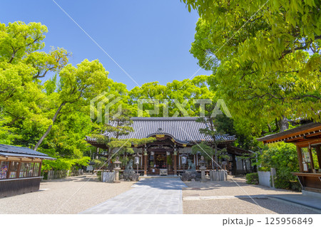 杭全神社　新緑に包まれた拝殿 125956849