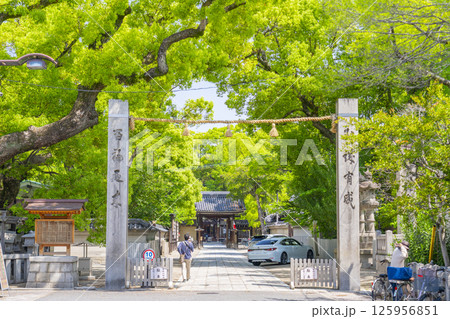 杭全神社　新緑に包まれた参道　締め柱 125956851