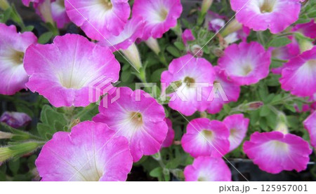 ピンクのペチュニアの花のアップ ピンクのペチュニアの花のアップ 125957001