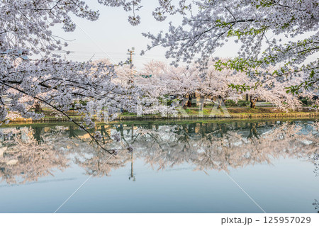 弘前桜まつり 弘前桜まつり 125957029