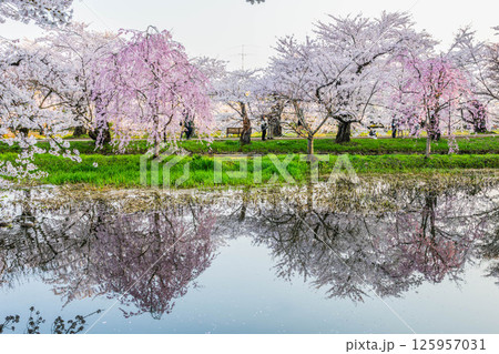 弘前桜まつり 125957031