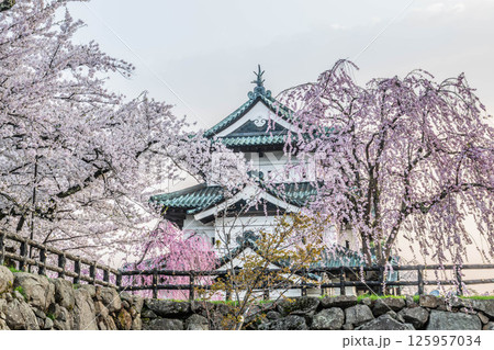弘前桜まつり 125957034