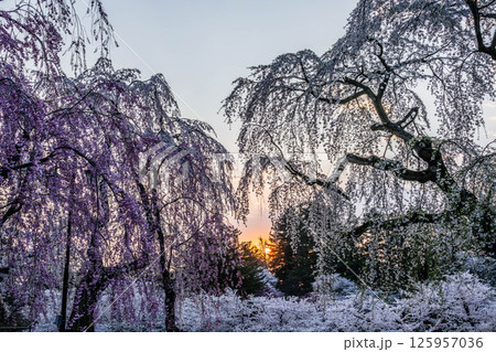 弘前桜まつり 125957036
