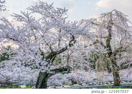 弘前桜まつり 125957037