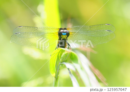 ハラビロトンボ（オス） 125957047