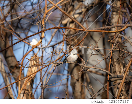 シマエナガ シマエナガ 125957137