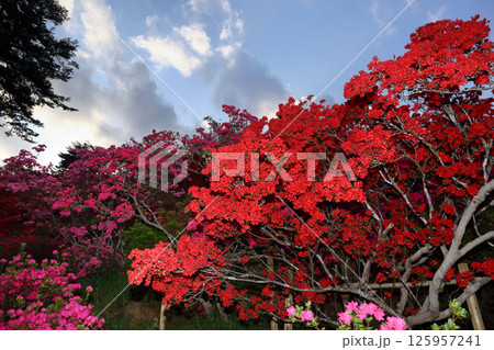 ロマンチック茨城（見事に染まった真っ赤なつつじが青空に向かって広がっていく。）笠間市・つつじ公園 125957241