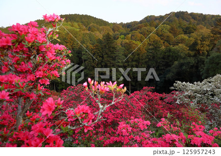 ロマンチック茨城（笠間城跡の佐白山を輝かせるつつじ公園の色彩。）笠間市・つつじ公園 125957243