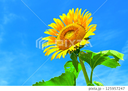 青空とひまわりの花 青空とひまわりの花 125957247