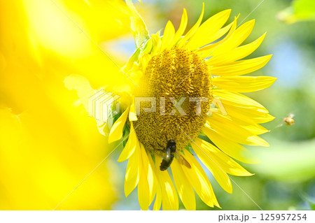 ひまわりの蜜を吸う蜜蜂 125957254