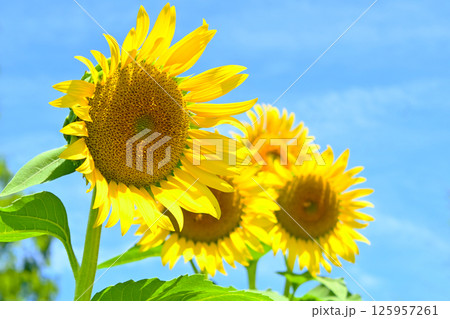 暑い夏に咲く ひまわりの花 暑い夏に咲く ひまわりの花 125957261