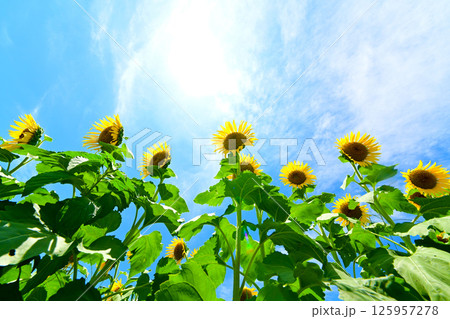 青空とひまわりの花 125957278