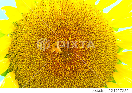 ひまわりの蜜を吸う蜜蜂 ひまわりの蜜を吸う蜜蜂 125957282