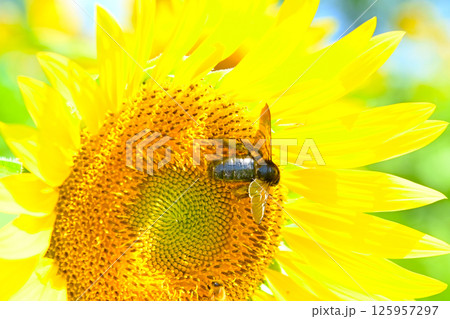 ひまわりの蜜を吸う蜜蜂 125957297