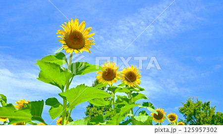 青空とひまわりの花 青空とひまわりの花 125957302