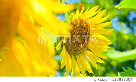 暑い夏に咲く ひまわりの花 暑い夏に咲く ひまわりの花 125957304