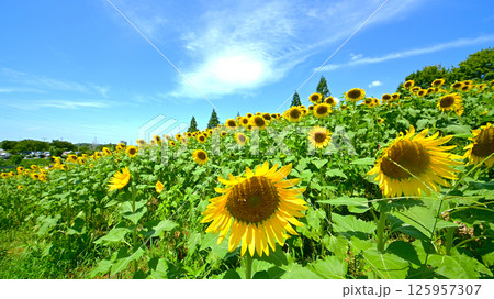 青空とひまわり畑 125957307