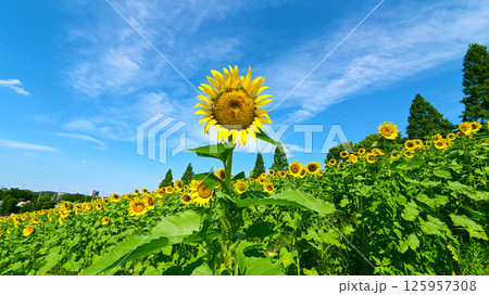 青空とひまわり畑　 125957308