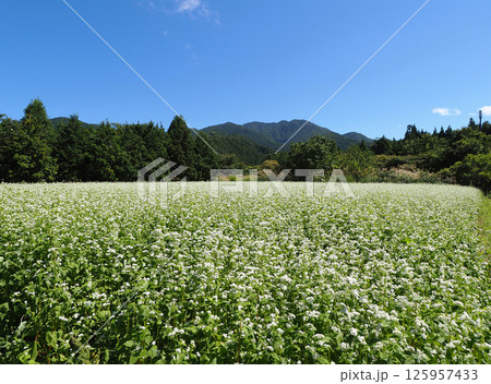 初秋、白い小さな花が咲くそば畑と福島県、川桁山とのコラボレーションが青空に印象的で綺麗だ。 初秋、白い小さな花が咲くそば畑と福島県、川桁山とのコラボレーションが青空に印象的で綺麗だ。 125957433