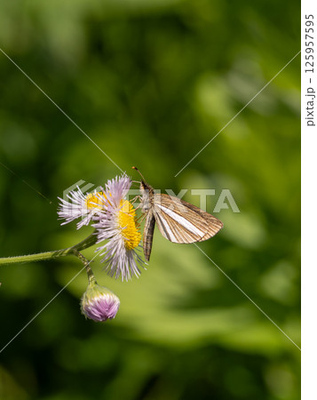 ギンイチモンジセセリ ギンイチモンジセセリ 125957595