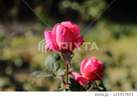 荒尾市　おもやい市民花壇　バラの花、 125957655