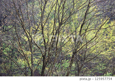 春の新緑の季節の樹木を撮影した写真 春の新緑の季節の樹木を撮影した写真 125957754