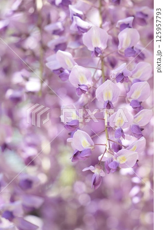 藤の花のある柔らかい風景 癒やしの空間 藤の花のある柔らかい風景 癒やしの空間 125957793