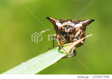 ウシカメムシ ウシカメムシ 125957798