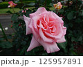 ピンクの薔薇 125957891