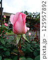 ピンクの薔薇 - つぼみ 125957892
