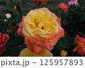 黄色とオレンジの薔薇 125957893