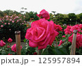 赤い薔薇 125957894