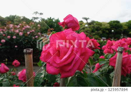 赤い薔薇 125957894