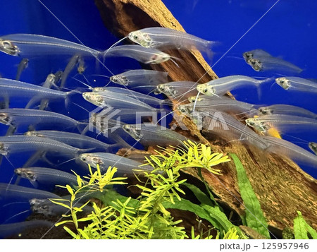 トランスルーセントグラスキャット 125957946