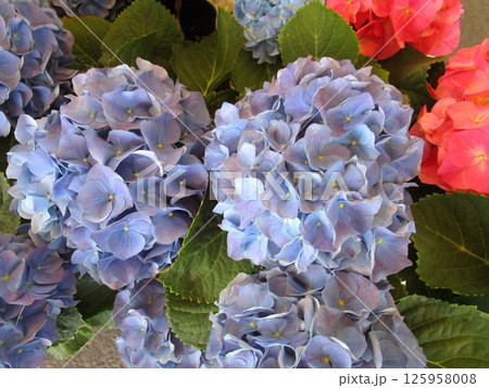 アジサイの花のアップ 125958008