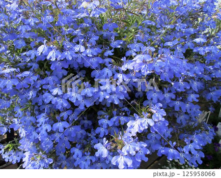 アズーロコンパクト（ロベリア）の青い花のアップ 125958066