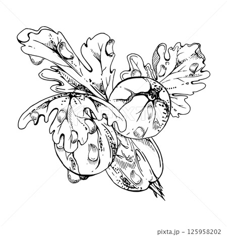 Gooseberry berries leaves in water dew drops, ripe garden Currant huckleberry casseille jostaberry. Isolated botanical illustration, hand drawn in vector ink. For restaurant, cafe menu, farmers market Gooseberry berries leaves in water dew drops, ripe garden Currant huckleberry casseille jostaberry. Isolated botanical illustration, hand drawn in vector ink. For restaurant, cafe menu, farmers market 125958202