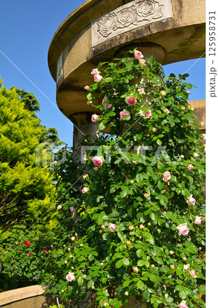 横浜・港の見える丘公園 125958731