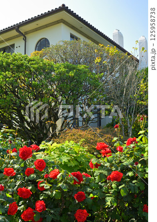 横浜・港の見える丘公園 125958738