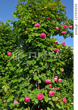 横浜・港の見える丘公園 横浜・港の見える丘公園 125958856