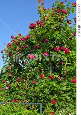 横浜・港の見える丘公園 横浜・港の見える丘公園 125958857