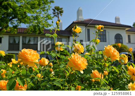 横浜・港の見える丘公園 125958861
