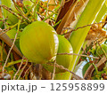Green Coconuts Background Texture, Closeup 125958899