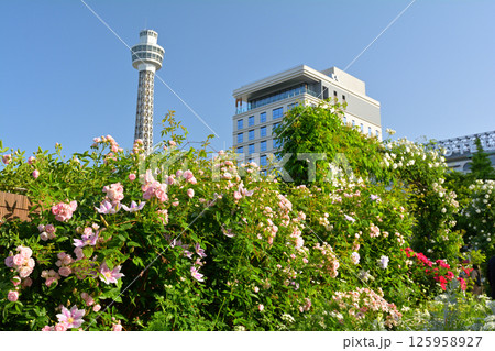 横浜・山下公園 横浜・山下公園 125958927