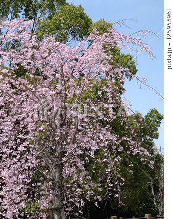 満開の枝垂桜 125958961